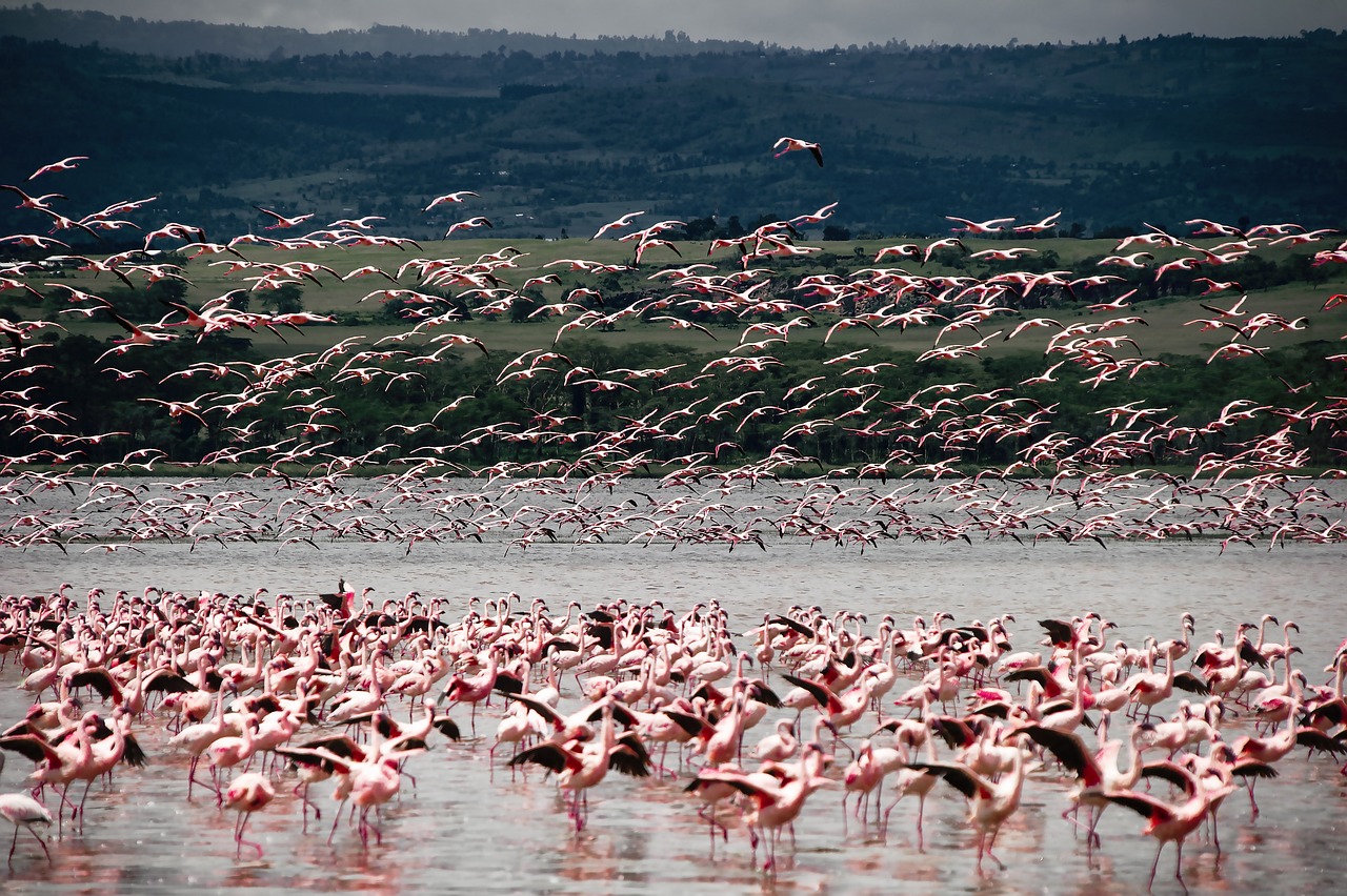 birds, flamingo, ornithology, flock, species, fauna, wildlife, animal, nature, africa, safari, lacquer, kenya, flamingo, flamingo, kenya, kenya, kenya, kenya, kenya