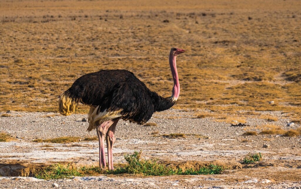 ostrich, africa, bird, ostriches, feather, nature, safari, wildlife