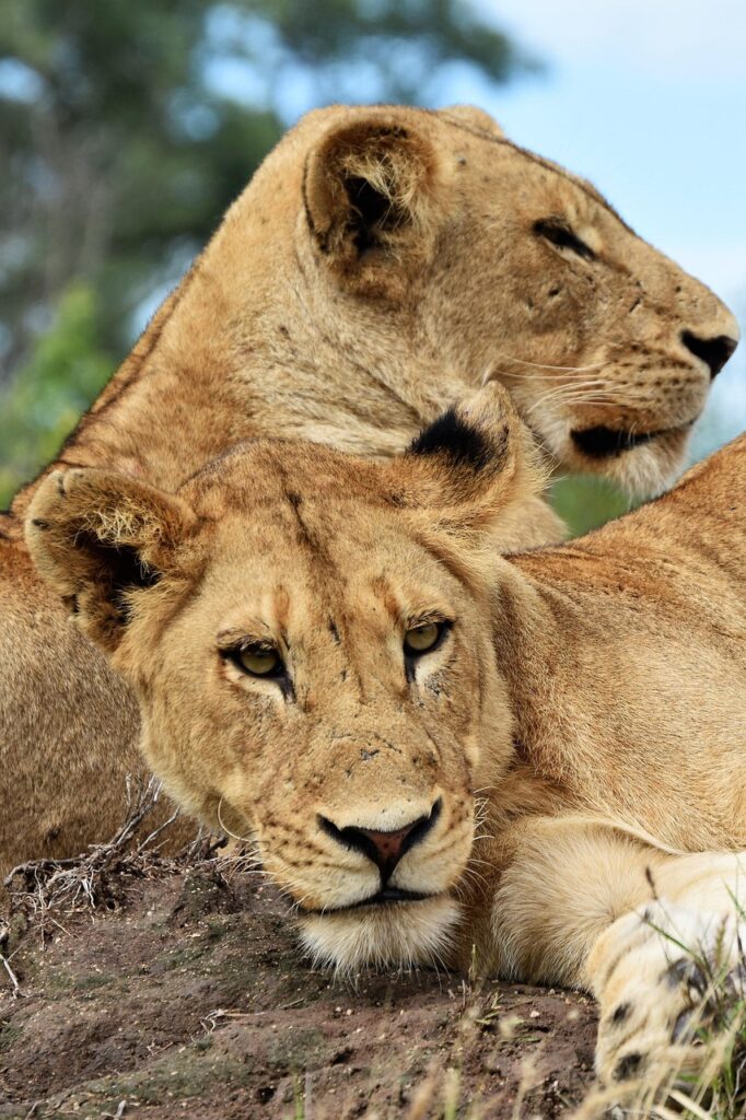 lions, friends, africa, predator, pet, cat, safari, tourism, game, lioness, wildcat, nature, animal, carnivore, brown lion, brown gaming, brown game, brown games