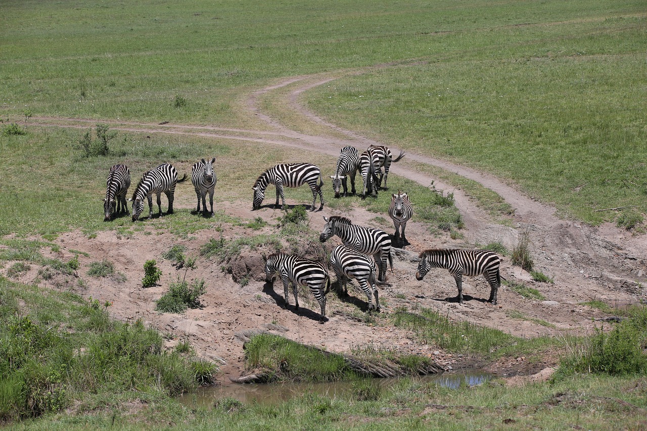 zebras, wildlife, safari, africa, kenya, maasai mara, maasai mara, maasai mara, maasai mara, maasai mara, maasai mara