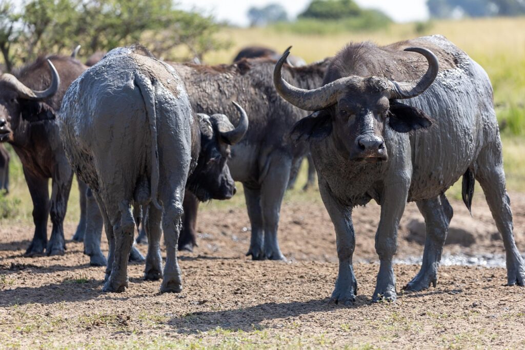 buffalo, animals, safari, national park, buffalo wallow, nature, wildlife, herd, wilderness, uganda