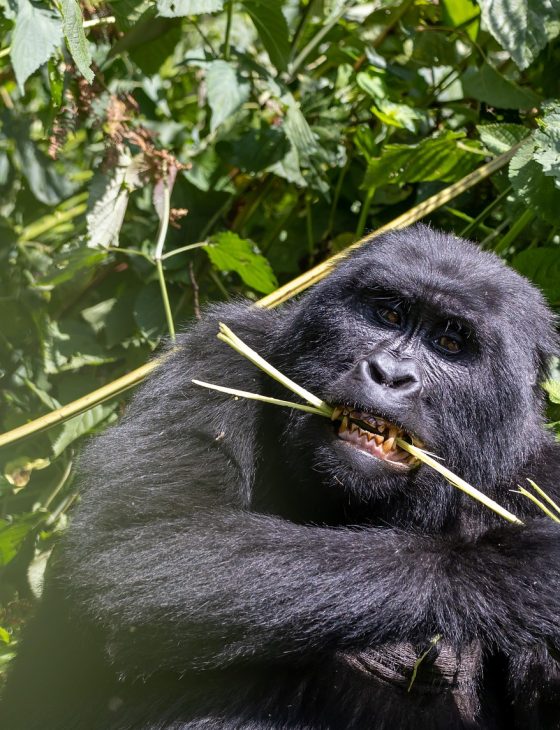 Uganda Safaris gorilla, animal, jungle, meal, mountain gorilla, wildlife, primate, nature, eat, bwindi impenetrable forest, uganda, safari, forest, gorilla, mountain gorilla, mountain gorilla, mountain gorilla, mountain gorilla, mountain gorilla, uganda, uganda, uganda