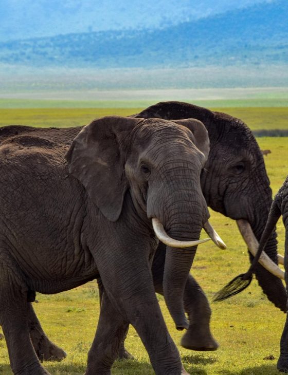 Tanzania Safaris elephant, wildlife, safari, tanzania, nature, elephants, animals, tusks, tanzania, elephant, elephant, elephant, elephant, elephant, elephants, tanzania, tanzania