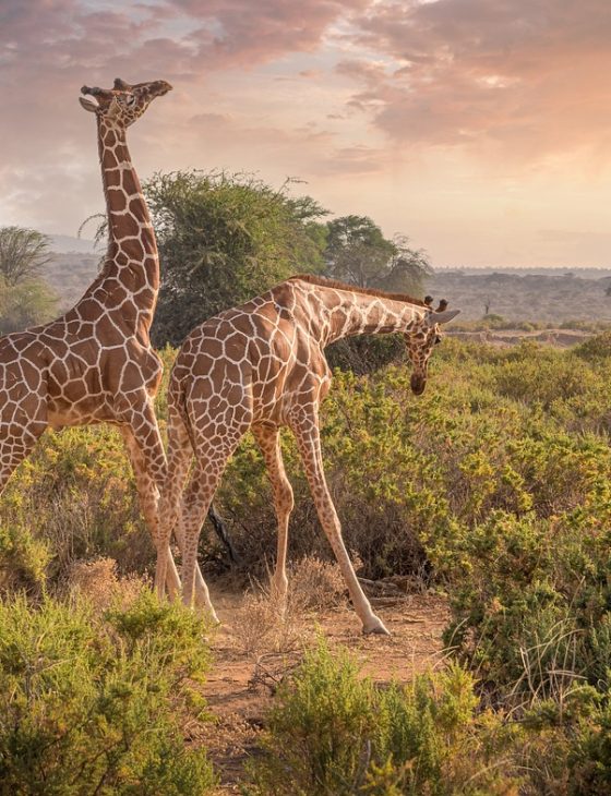 Kenya Safaris giraffes, animals, safari, wildlife, savannah, nature reserve, nature, kenya, samburu, africa, landscape, giraffes, savannah, kenya, kenya, kenya, kenya, kenya, samburu, africa