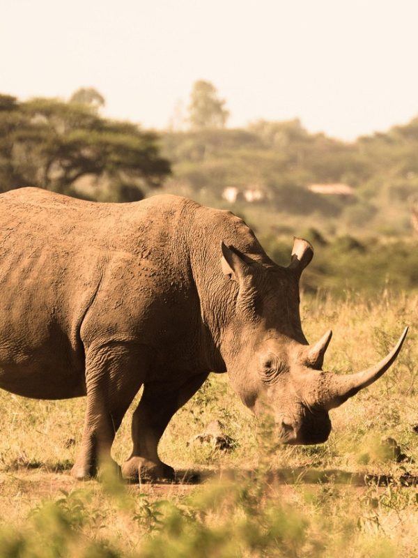 Rahma Tours Rhino rhino, calf, horns, mother and child, animals, wild, wild animals, animal world, wilderness, wildlife, wildlife photography, pachyderms, rhinoceros, nairobi, national park, safari, kenya, mammal, family, nature, rhino, rhinoceros, nairobi, nairobi, nairobi, nairobi, nairobi