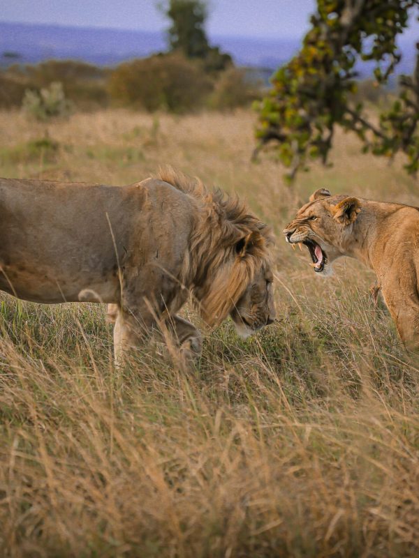 Rahma Tours Lions Two lions interact in the savanna of Narok, Kenya at twilight, capturing the essence of wildlife photography.